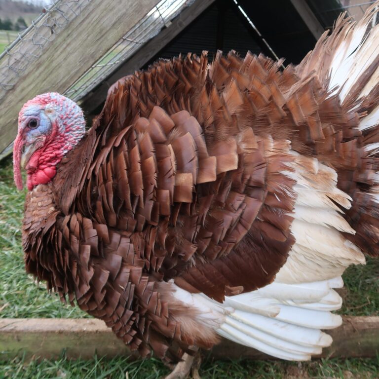 Holiday Turkey